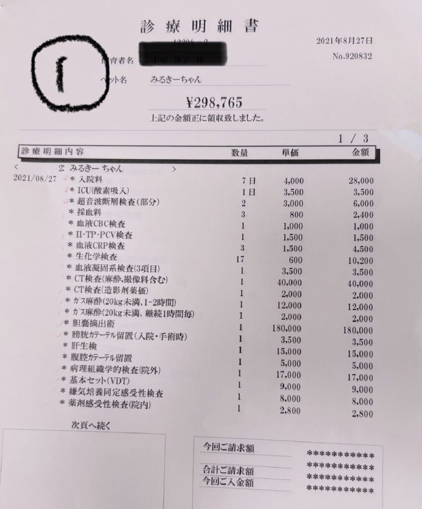 チワワの胆嚢摘出費用はいくら?術後の経過や現在の様子など実体験レポ