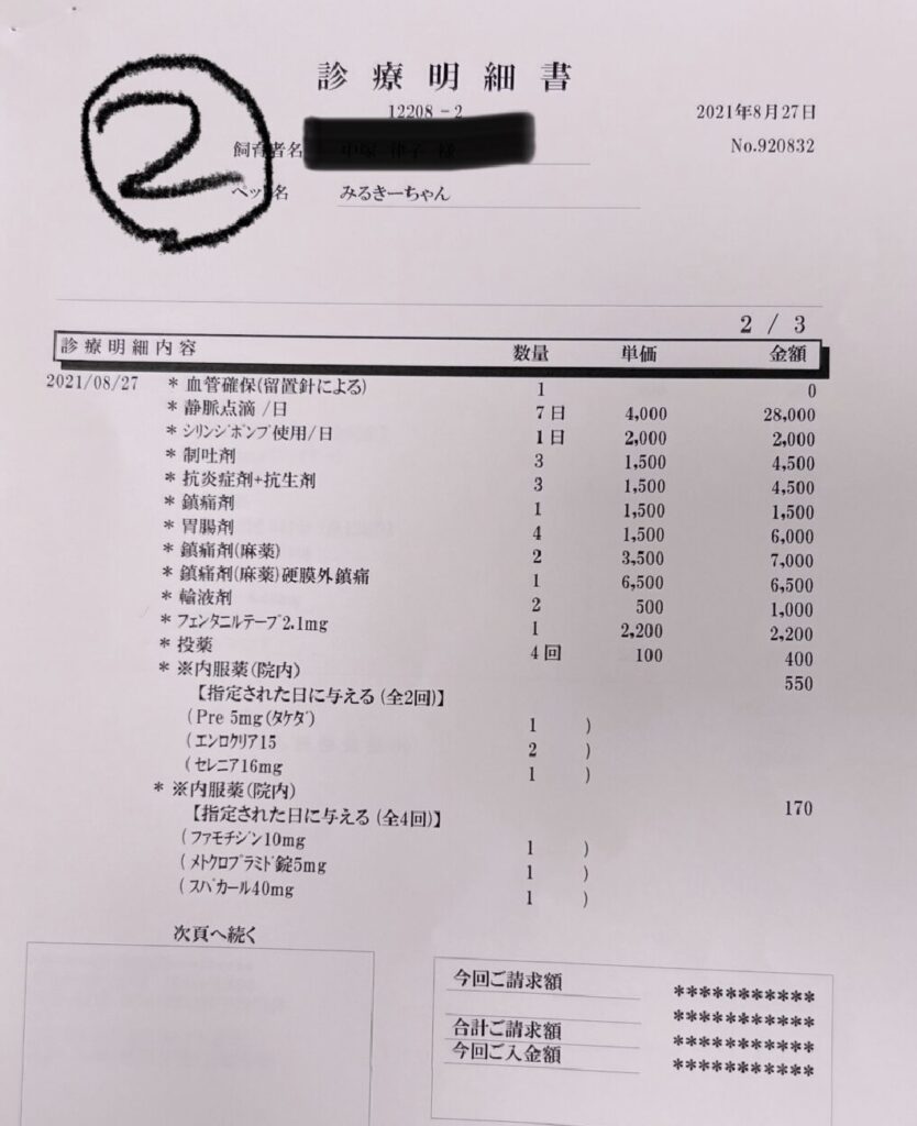 チワワの胆嚢摘出費用はいくら?術後の経過や現在の様子など実体験レポ